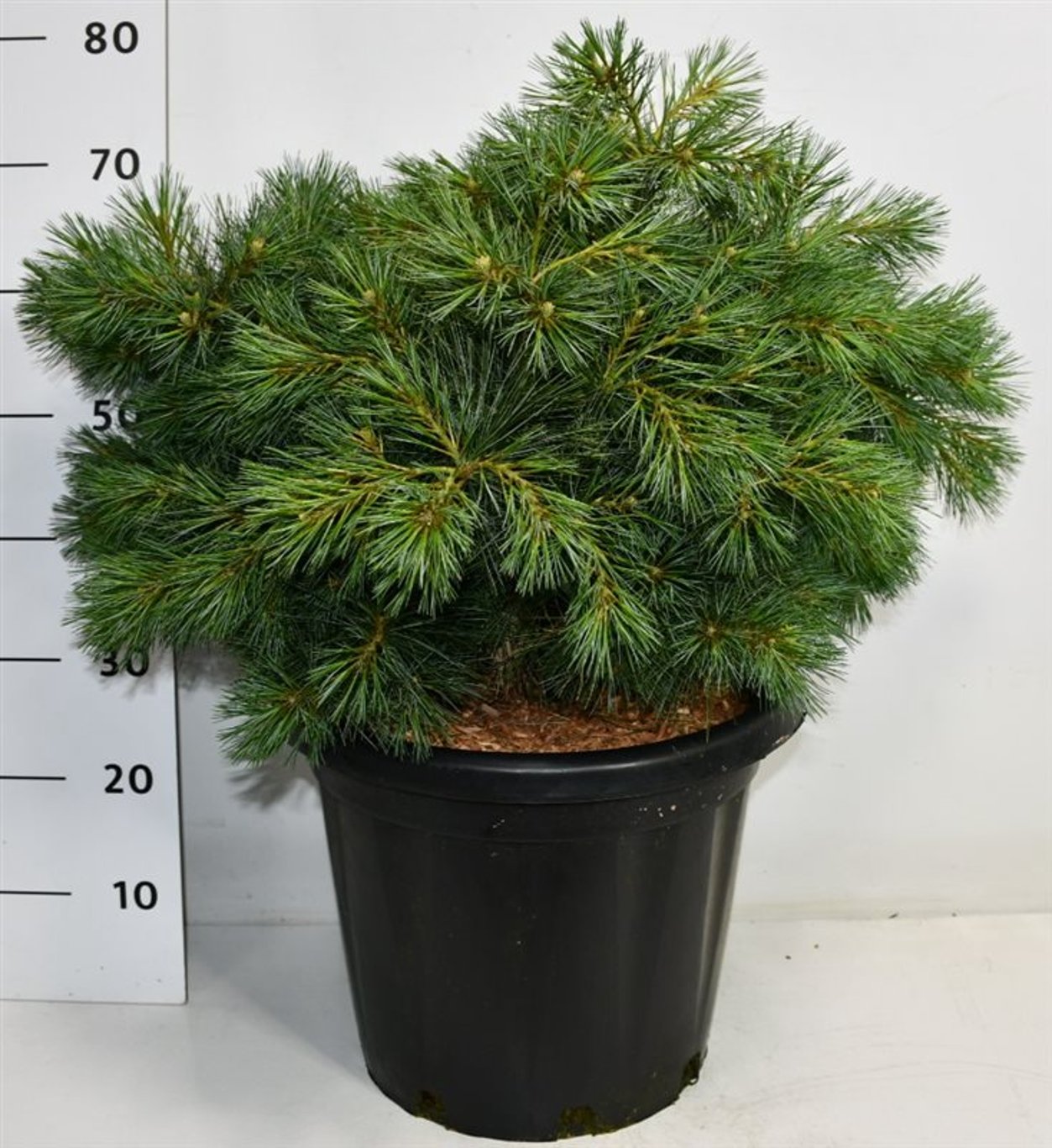 Pinus strobus 'Niagara Falls' - C25 50-60 CM